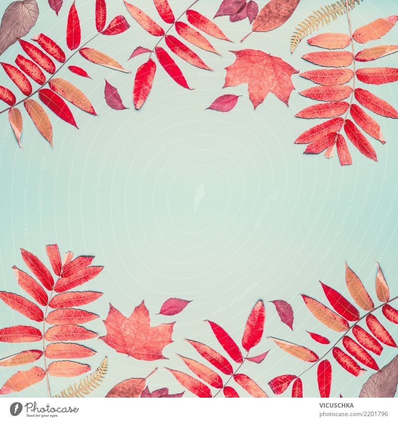 Herbstlicher Hintergrund mit rotem Laub Muster Stil Design Erntedankfest Natur Blatt Dekoration & Verzierung Zeichen Hintergrundbild Composing Rahmen trendy