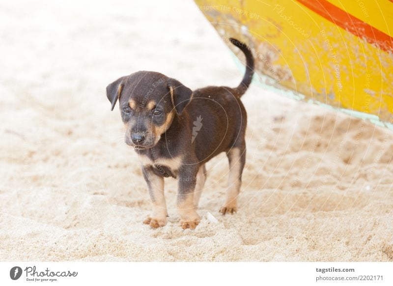 Hund-Welpe, der auf Mama, Sri Lanka wartet Kalpitiya warten Asien Ferien & Urlaub & Reisen reisend Idylle Freiheit Postkarte Tourismus Sonne Sonnenstrahlen