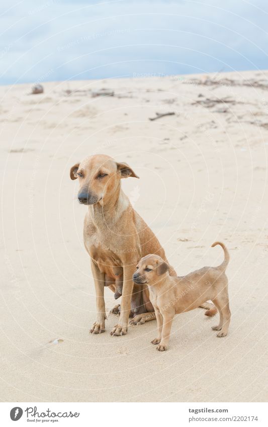 Familienporträt; Sri Lanka Kalpitiya Welpe Hund Asien Ferien & Urlaub & Reisen Idylle Freiheit Postkarte Tourismus Paradies Natur intakt Landschaft Strand Sand