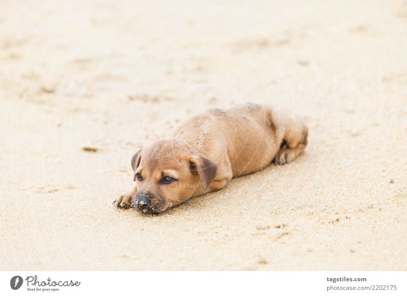 Welpe, der am Strand, Sri Lanka sich entspannt Kalpitiya Hund Asien Ferien & Urlaub & Reisen Idylle Freiheit Postkarte Tourismus Sonne Sonnenstrahlen Sommer