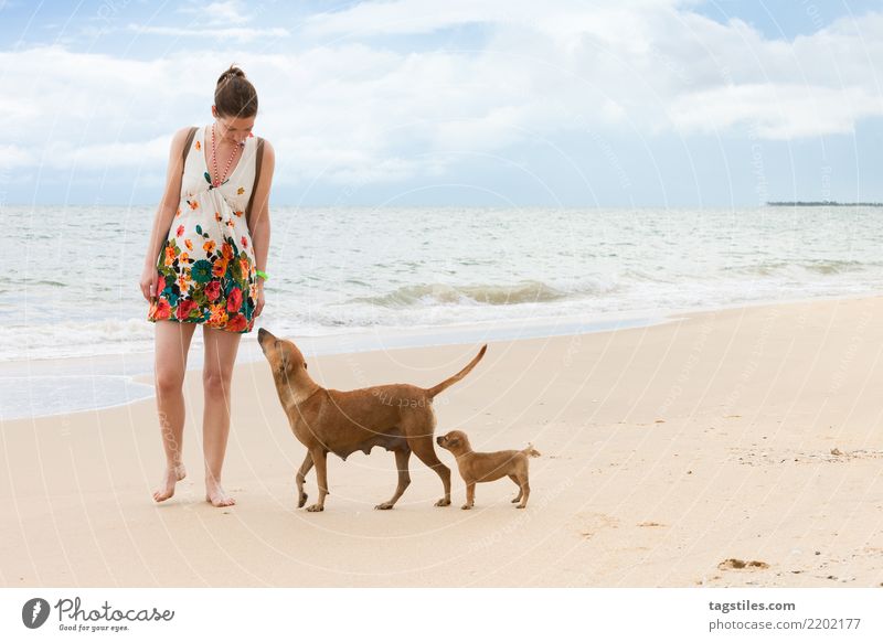 Schnüffeln und lernen, Kalpitiya, Sri Lanka Welpe Hund Asien Ferien & Urlaub & Reisen reisend Idylle Freiheit Postkarte Tourismus Sonne Sonnenstrahlen Sommer