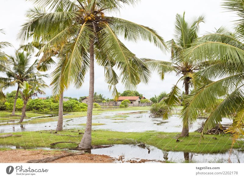 Palmen bei Kakativu, Kalpitiya, Sri Lanka Asien Ferien & Urlaub & Reisen Idylle Freiheit Postkarte Tourismus Sonne Sonnenstrahlen Sommer Paradies paradiesisch