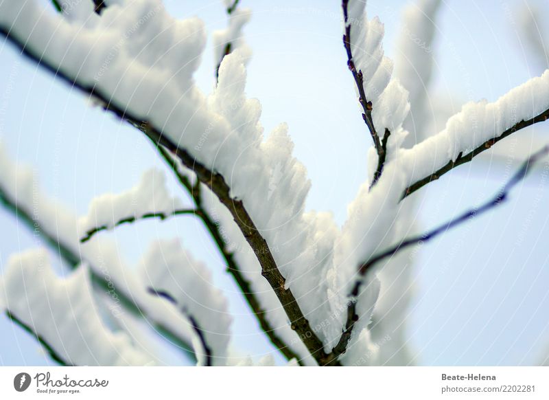 Eiskalt konserviert Design Kunstwerk Show Natur Pflanze Wolkenloser Himmel Winter Wetter Frost Schneefall Sträucher Feld Wasser Erholung schlafen ästhetisch