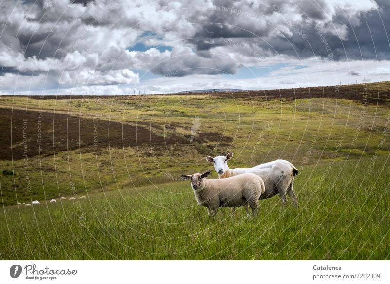 Moorlandschaft mit Schafe Natur Landschaft Pflanze Tier Wolken Horizont Sommer Gras Sträucher Bergheide Wiese Nutztier 2 Tiergruppe beobachten Fressen natürlich