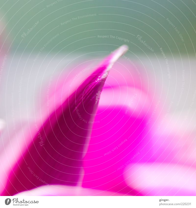 Spitzen-Pink Pflanze Blume Blüte rosa weiß Blütenblatt knallig aufwärts Kontrast Alpenveilchen Unschärfe Menschenleer Farbfoto Innenaufnahme Nahaufnahme