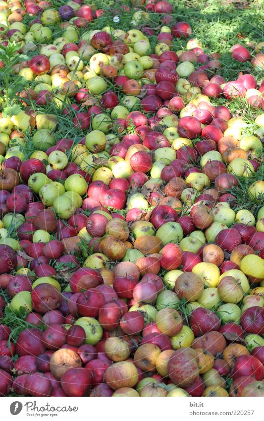500 Stck. ... Lebensmittel Frucht Apfel Ernährung Bioprodukte Umwelt Natur Sommer Herbst Garten Wiese Feld alt frisch saftig rot fallen Kompost Haufen Ernte