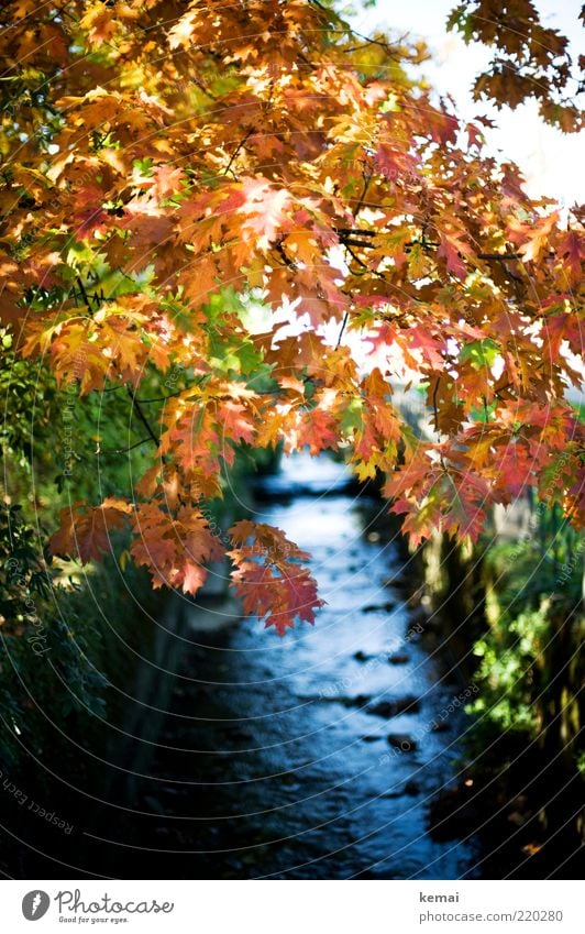 Der Bach und seine Flora Umwelt Natur Landschaft Pflanze Wasser Sonnenlicht Herbst Schönes Wetter Baum Sträucher Blatt Grünpflanze Wildpflanze Fluss leuchten