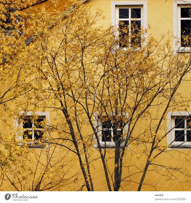 Gelb auf gelb Pflanze Herbst Baum Blatt Herbstlaub Haus Mauer Wand Fassade Fenster Dach Fensterrahmen Fensterscheibe dehydrieren Wachstum einfach schwarz weiß