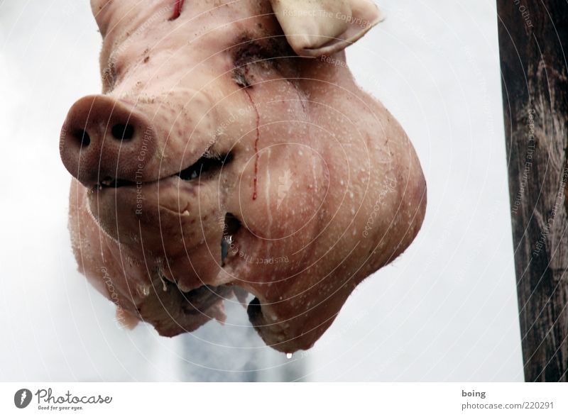 Spint Fleisch Metzger Metzgerei Nutztier Totes Tier Sau hängen nachhaltig Schlachtung Hausschwein Hausschlachtung Nahaufnahme Tierporträt Kopf Blut