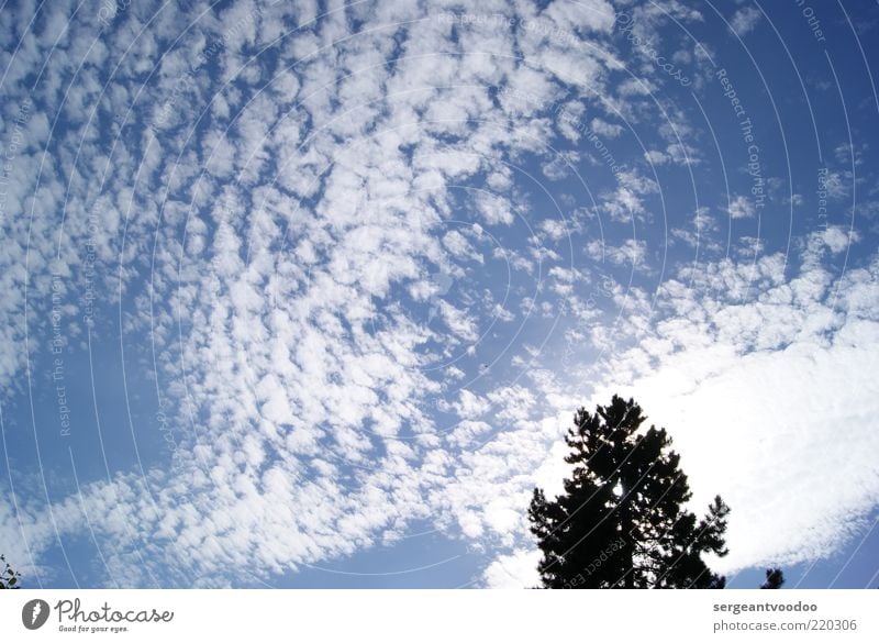 skyscraper Umwelt Natur Pflanze Luft Himmel Wolken Klima Wetter Schönes Wetter Baum Erholung genießen fantastisch frei hell natürlich blau schwarz weiß Stimmung