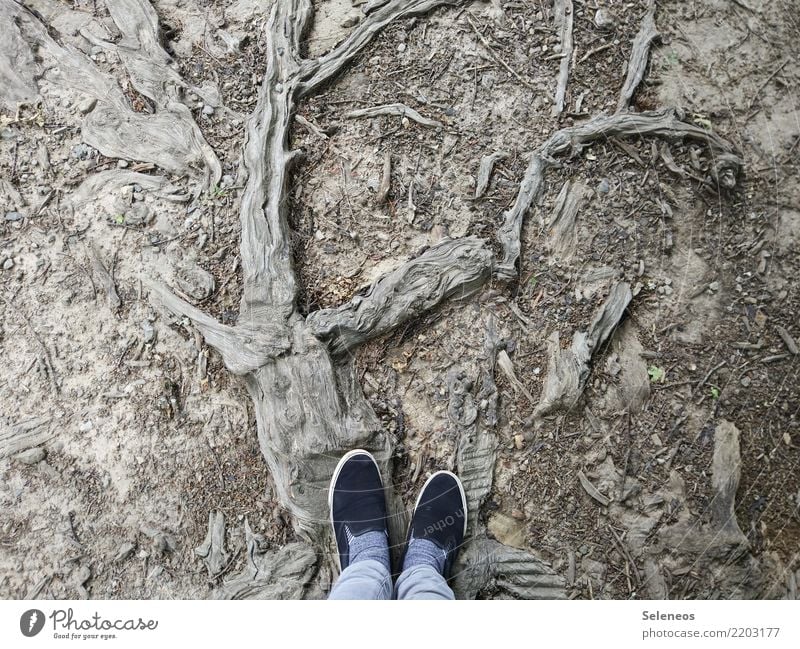 Holzweg Ausflug Fuß Umwelt Natur Pflanze Baum Wurzel Schuhe alt abstrakt Waldboden Farbfoto Außenaufnahme