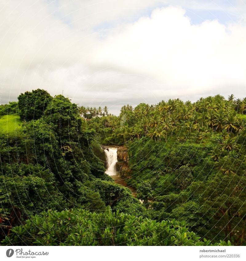 Wasserfall im Dschungel Ferne Freiheit Sommer Sommerurlaub Sonne Berge u. Gebirge Urwald Palme Umwelt Natur Landschaft Pflanze Wald Bach Fluss Gitgit Bali