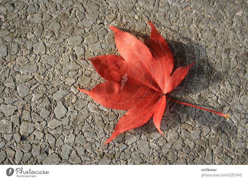 Red vs. grey harmonisch Pflanze Herbst Blatt Wildpflanze rot ruhig Natur Vergänglichkeit Wandel & Veränderung Kontrast Oktober November Farbfoto Außenaufnahme