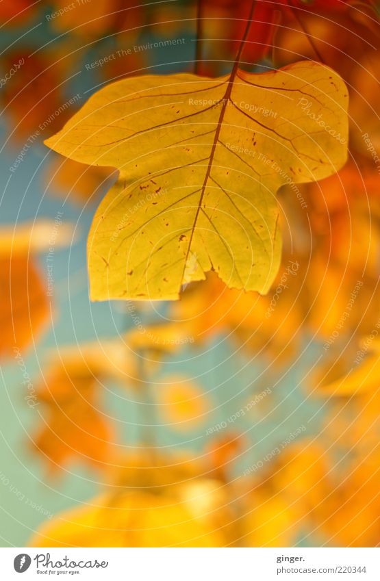 Goldener Herbst Umwelt Natur Pflanze Schönes Wetter Blatt ästhetisch gold Reflexion & Spiegelung Gefäße Stengel Jahreszeiten Herbstfärbung herbstlich gelb