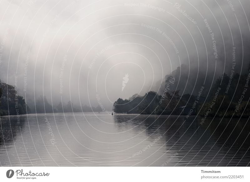 Nebelmorgen. Umwelt Natur Landschaft Pflanze Urelemente Wasser Herbst Baum Fluss Neckar Gebäude ästhetisch natürlich grau schwarz Gefühle Reflexion & Spiegelung