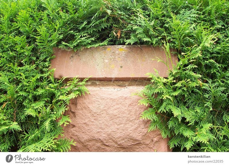 Pflanzenmauer Mauer Sandstein durcheinander grün zuwuchern Pfosten Stein eingewachsen
