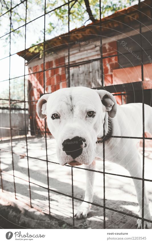Dogo Argentino - Argentino Mastiff Sommer Tier Haustier Hund Tiergesicht 1 beobachten schön muskulös niedlich stark weiß Sicherheit Schutz loyal Kraft