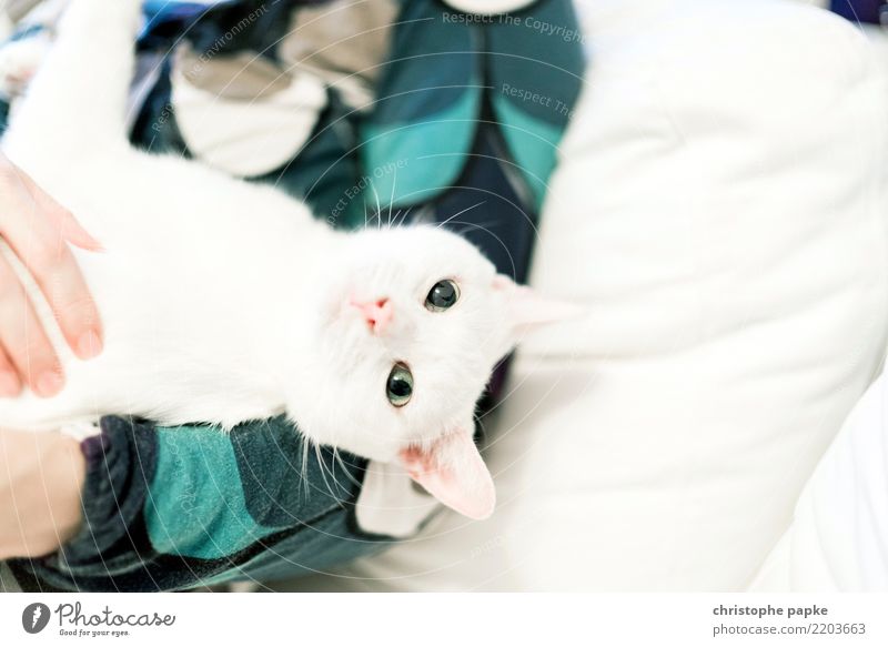 Couchcat Häusliches Leben Wohnung Tier Haustier Katze Tiergesicht 1 niedlich weiß Tierliebe Neugier Streicheln kuschlig Sofa Blick ruhig Farbfoto