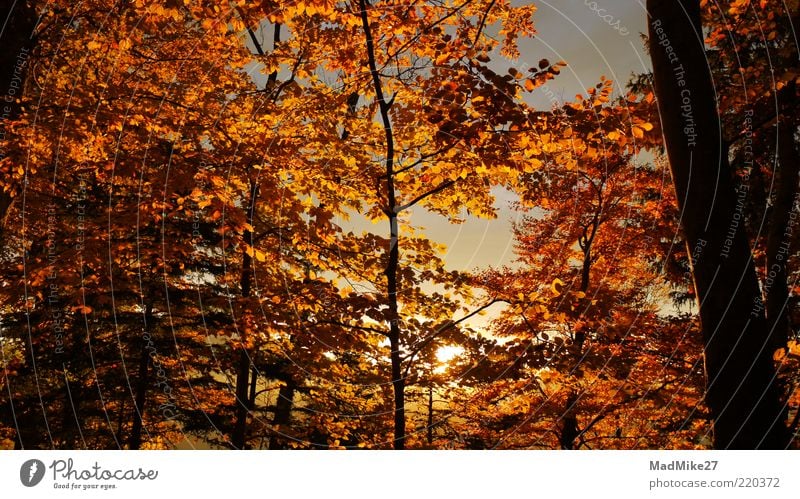 Herbstbrennen Baum Blatt Wildpflanze Wald Herbstfärbung Herbstwald leuchtende Farben orange Birke Sonnenuntergang gelb goldgelb Morgendämmerung Herbstlaub