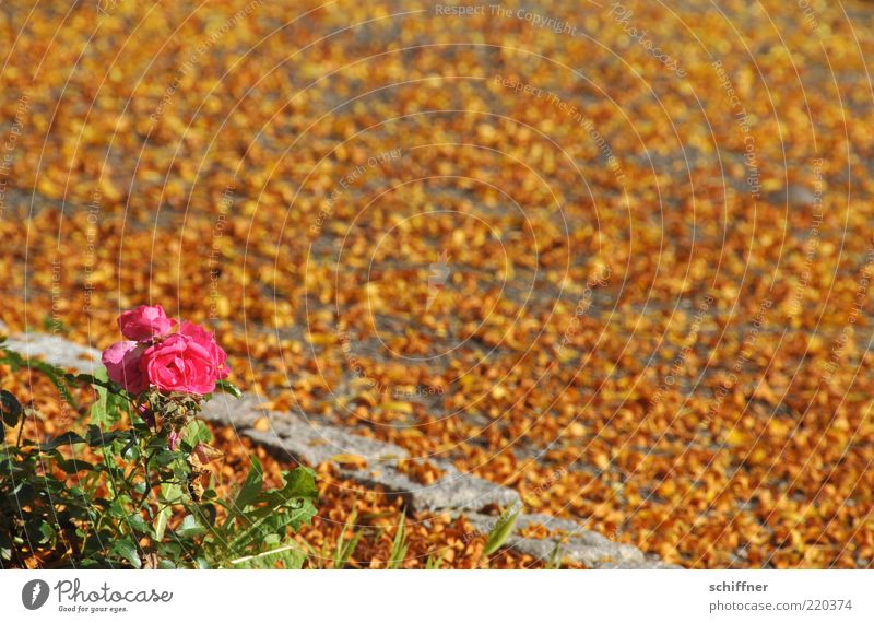 Mädchen im Herbst Pflanze Sonnenlicht Schönes Wetter Rose Grünpflanze leuchten schön gelb rosa Herbstlaub herbstlich Herbstfärbung Blatt Boden viele bedeckt