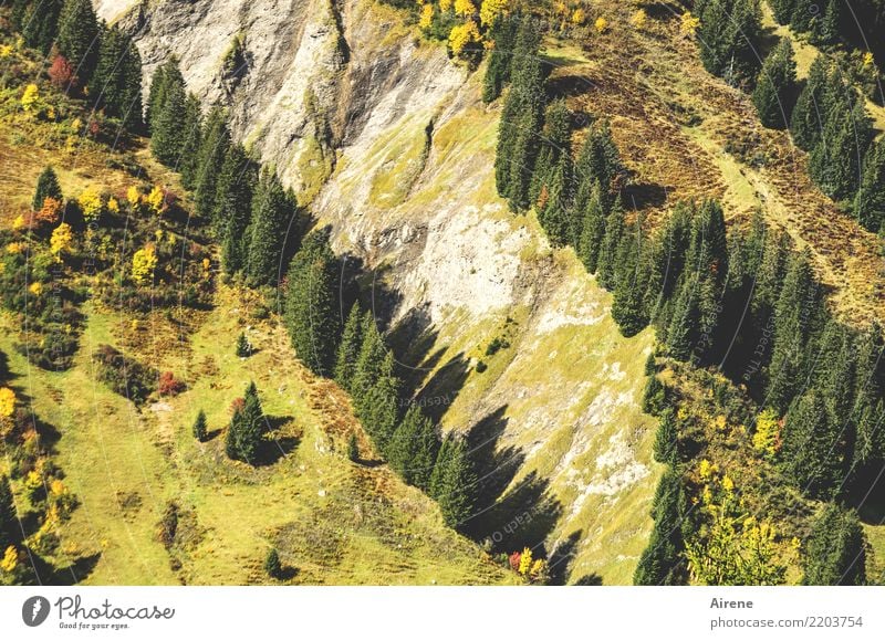 Baumgrenzen Landschaft Nadelbaum Felsen Alpen Berge u. Gebirge Graben Tal Felsspalten Streifen diagonal Schatten Furche Wachstum gelb grün Ordnung Neigung steil