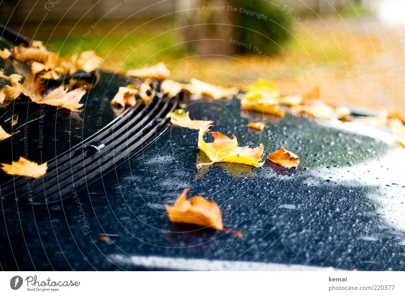 Motorhaubenschmuck Umwelt Natur Pflanze Wassertropfen Herbst Klima schlechtes Wetter Regen Blatt Grünpflanze Wildpflanze Lüftungsschlitz PKW liegen kalt nass