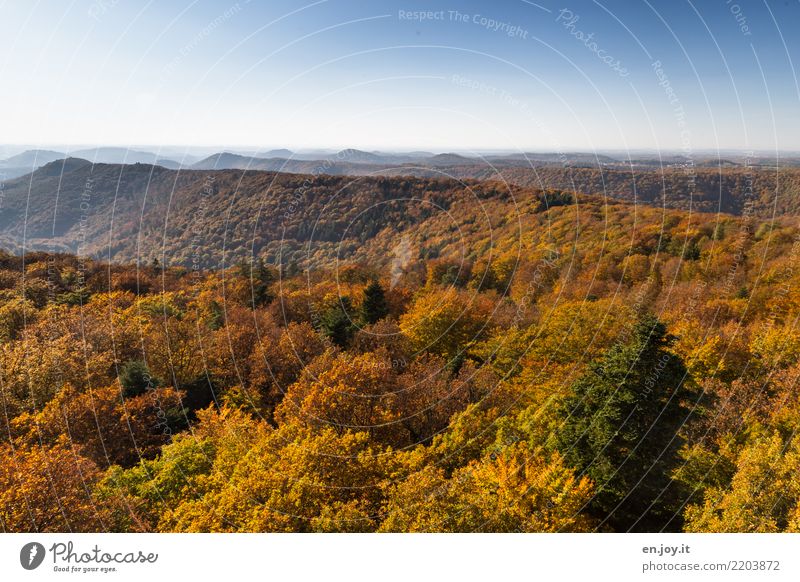 Pfälzerwald Natur Landschaft Wolkenloser Himmel Horizont Herbst Wald Hügel Unendlichkeit blau gelb gold orange Einsamkeit Erholung Idylle Klima ruhig Umwelt