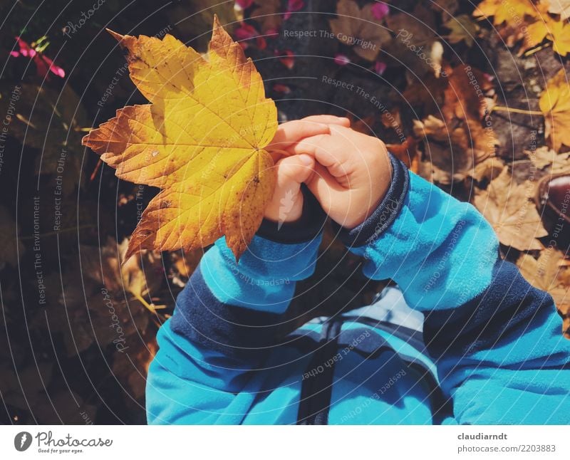 Herbst zum Anfassen Mensch Kind Kleinkind Junge Frau Jugendliche Kindheit Hand Finger 1 1-3 Jahre Umwelt Natur Pflanze Schönes Wetter Baum Blatt Ahornblatt