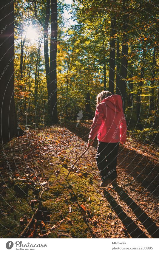 herbstspaziergang Spielen Mensch Kind Mädchen 1 Umwelt Natur Schönes Wetter Baum Blick wandern Herbst entdecken Wald Fußweg Stock Farbfoto Außenaufnahme Tag