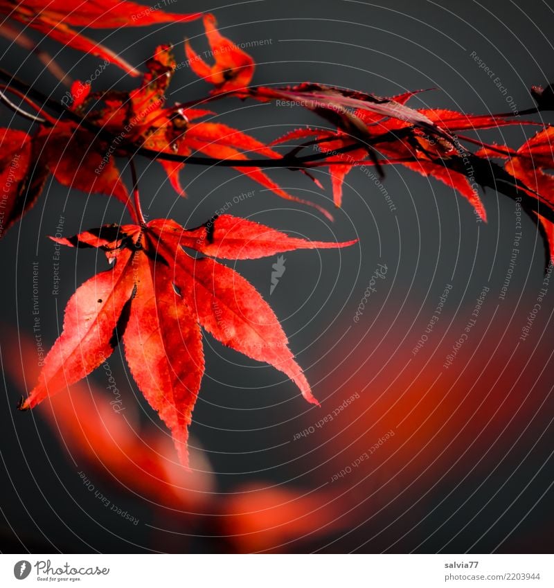 Jahreszeiten | feuriger Herbst Natur Pflanze Baum Sträucher Blatt Ahorn Herbstfärbung Zweig Herbstlaub Park rot schwarz Farbe Kontrast leuchtende Farben