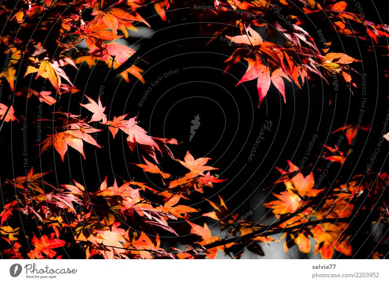 herbstlich eingerahmt Natur Pflanze Herbst Sträucher Blatt Ahornzweig Herbstfärbung Ahornblatt Baum Park Wald leuchten orange rot schwarz Energie Oktober
