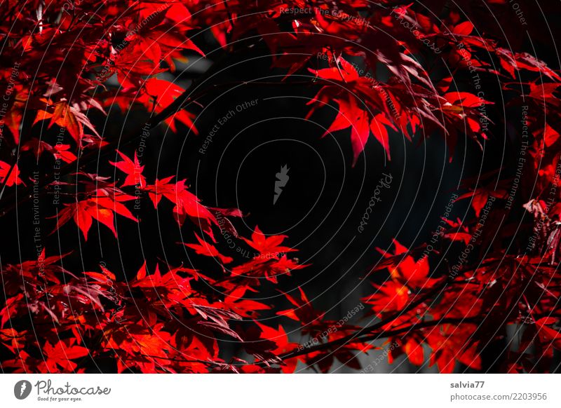 leuchtende Blätter Natur Herbst Pflanze Sträucher Blatt Ahornzweig Blätterdach Ahornblatt Garten Park rot schwarz Design Farbe Wandel & Veränderung Zeit