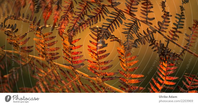 Farn im Herbst Natur Pflanze Blatt Blattadern Strukturen & Formen Muster Wiese Feld Wald Moor Sumpf verblüht dehydrieren Wärme grün orange Vergänglichkeit