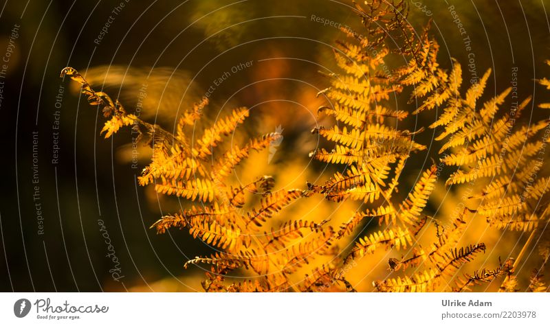 Farn im Herbst Natur Pflanze Blatt herbstlich hell Wald Moor Sumpf glänzend leuchten Wärme braun gelb ruhig Vergänglichkeit Licht Gegenlicht natürlich