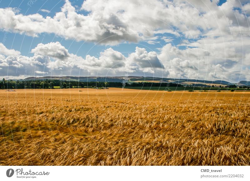 Getreide Feld in Schottland Umwelt Natur Landschaft Pflanze Urelemente Luft Sommer Herbst Schönes Wetter Nutzpflanze blau gelb Umweltverschmutzung Umweltschutz