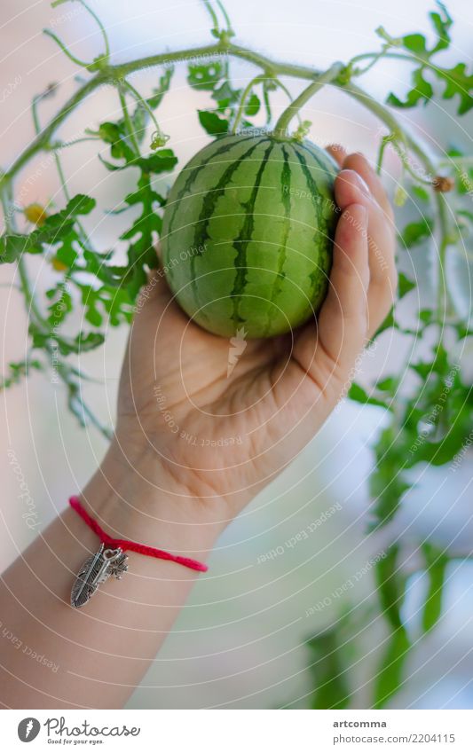 Miniatur-Wassermelone in der Hand Frucht Bioprodukte Finger Pflanze Blume Blatt festhalten Farbfoto Innenaufnahme Nahaufnahme Menschenleer Morgen Tag Licht