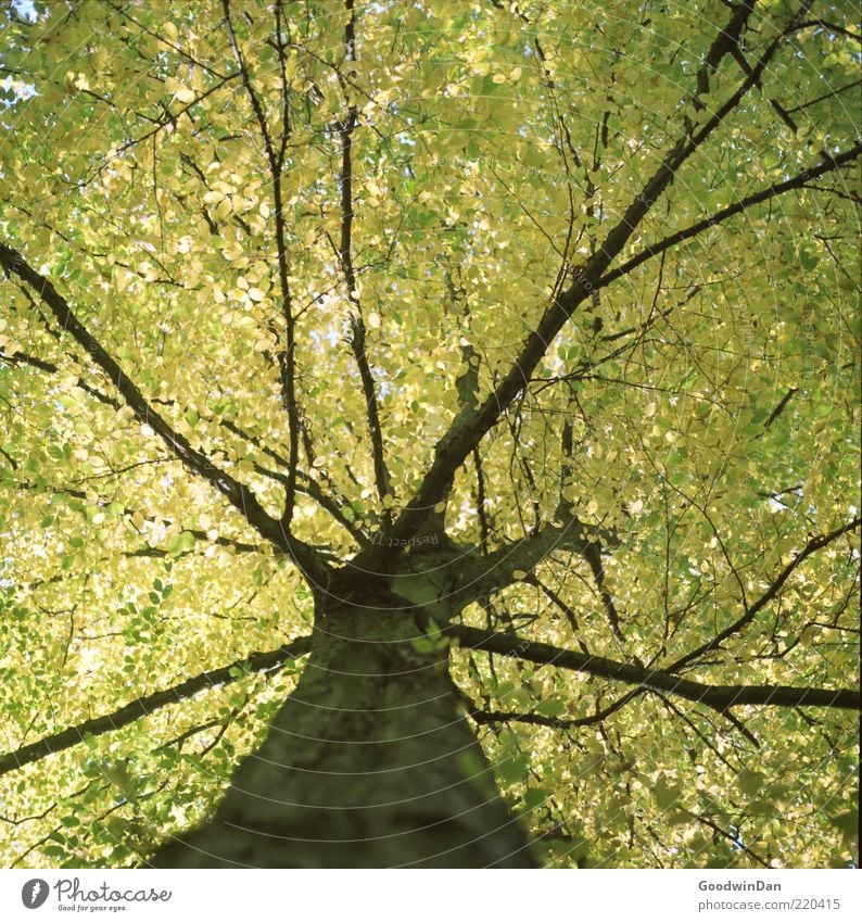 Das Ergebnis Umwelt Natur Herbst Pflanze Baum alt Gefühle Stimmung Blatt Blätterdach Baumkrone Farbfoto Außenaufnahme Tag Licht Kontrast Schwache Tiefenschärfe