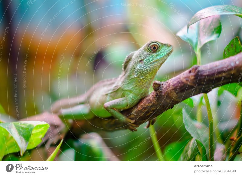 Grüner Federbasilisk Basilisk Lizard Terrarium Tier kaltblütig grün Natur Leitwerke Körper Ast Zucht Krallen Kopf angehoben exotisch Haustiere Reptil Basiliskus