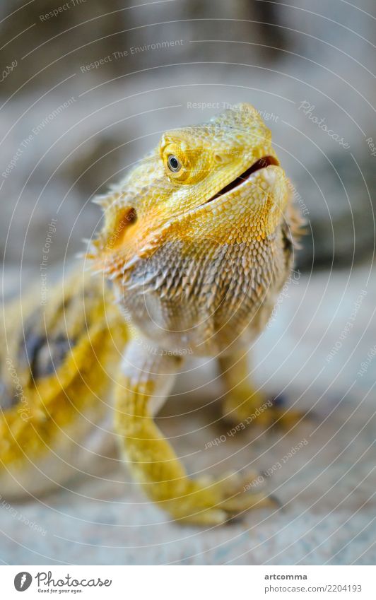 Gelbe Bartagame Drache Lizard bärtig Haustier Nahaufnahme schuppig Leitwerke Stacheln Textur reptilisch Reptil Tier Tierwelt bösartig Haltung schließen