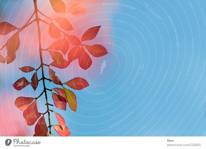 rotgeflammt Umwelt Natur Pflanze Himmel Wolkenloser Himmel Herbst Sträucher ästhetisch blau rosa Vergänglichkeit Wandel & Veränderung Blatt Zweig Ast