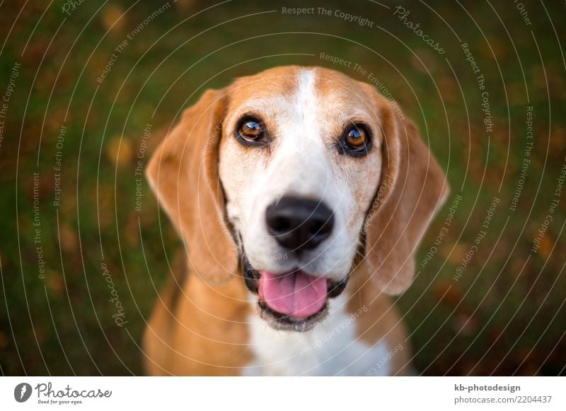 Portrait of a Beagle dog Tier Haustier Hund Tiergesicht 1 sitzen portrait hound hound dog hunting dog domestic animal mammal sweet brown creature autumn