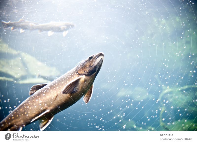Fisch.erleuchtet Tier Wasser Schuppen Zoo Aquarium 3 kalt nass blau braun Luftblase Flosse Süßwasser stumm Fischmaul Farbfoto Außenaufnahme Unterwasseraufnahme