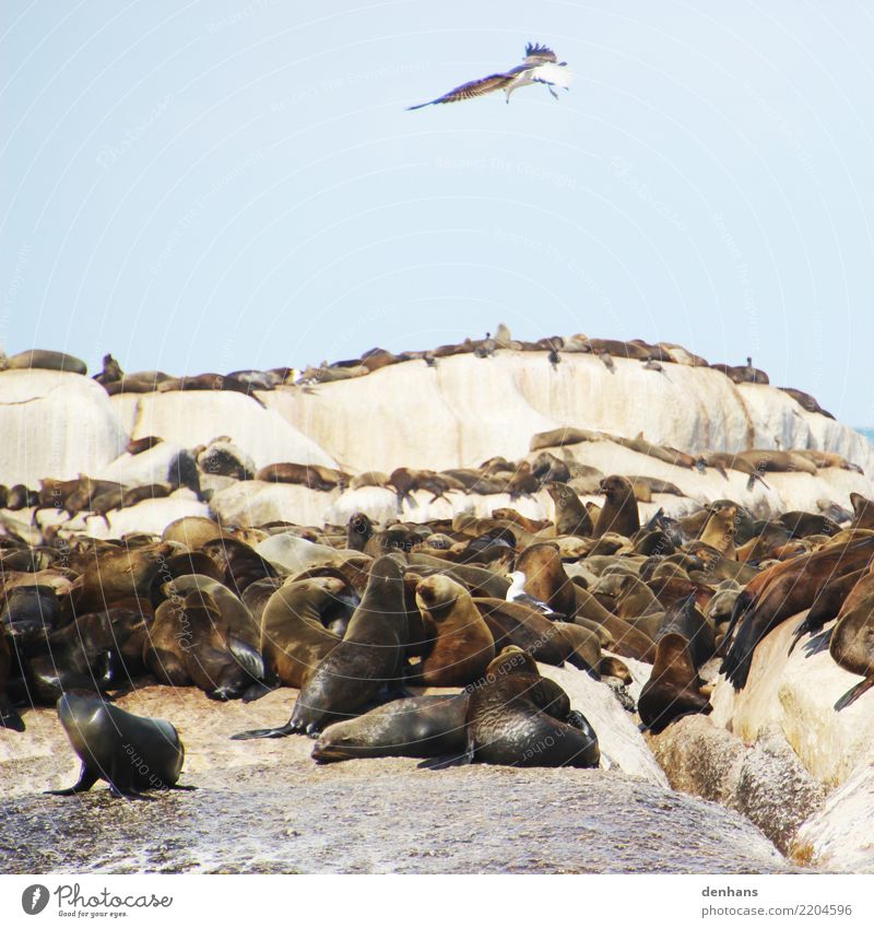 Pelzrobben auf Duiker Island, Südafrika Tier Himmel Küste Meer Atlantik Insel Hout Bay Afrika Wildtier Vogel Robben Robbenkolonie Ohrenrobben Möwe Möwenvögel