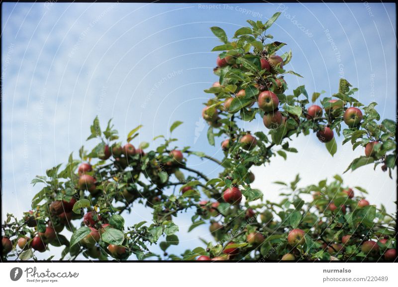 Apfelbaum Frucht Bioprodukte Natur Schönes Wetter Baum Nutzpflanze lecker süß ästhetisch rein Qualität Farbfoto Morgen ökologisch biologisch Textfreiraum oben