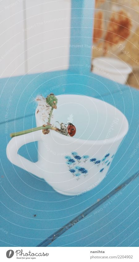 Teetasse mit einem Marienkäfer Tasse Becher Natur Tier Frühling Herbst Pflanze Blume Wildtier Käfer 1 Holz authentisch exotisch fantastisch Freundlichkeit