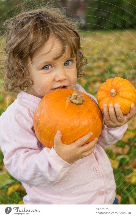 Umfassende Kürbise des entzückenden Mädchens todler auf einem Herbstfeld Freude Garten Halloween Natur Blatt Park Wald Lächeln träumen Umarmen Fröhlichkeit hell
