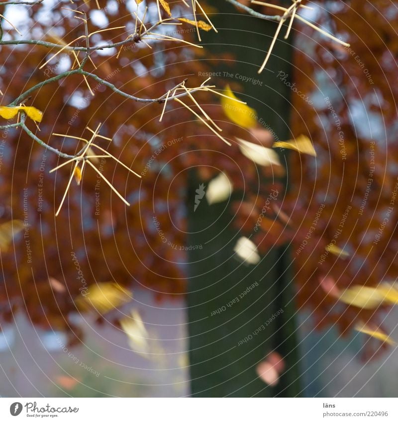 Pixelsturm Umwelt Natur Pflanze Herbst Wetter Wind Sturm Baum fliegen braun gelb Vergänglichkeit Wandel & Veränderung Blatt Blätterdach wehen loslassen