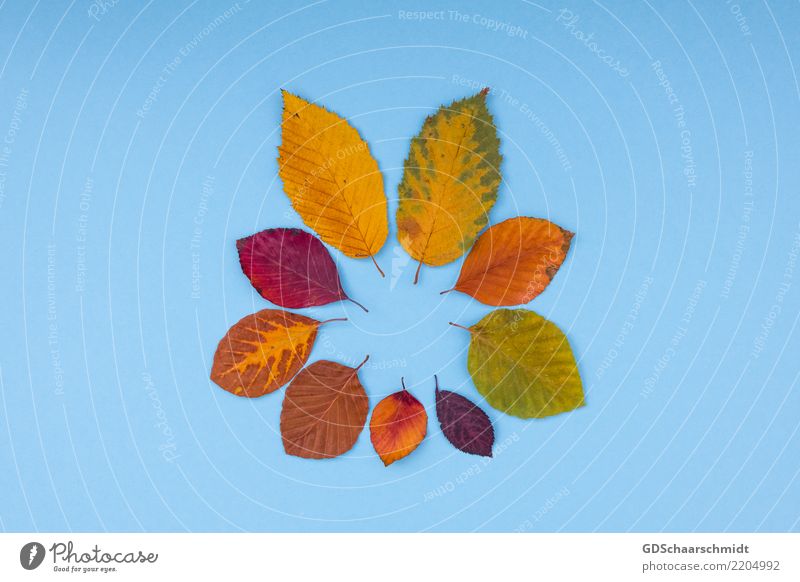 colours of autumn Natur Herbst Blatt Dekoration & Verzierung Sammlung Ornament ästhetisch außergewöhnlich authentisch einzigartig nah natürlich schön Wärme