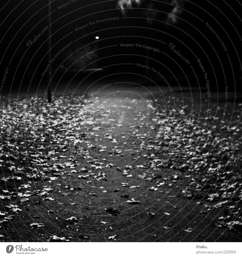 Nachts im Park Umwelt Natur Herbst Blatt grau schwarz weiß Stimmung Einsamkeit Wege & Pfade Schotterweg Langzeitbelichtung Schwarzweißfoto Außenaufnahme