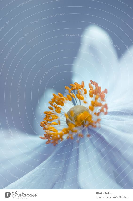 Herbst - Anemone Design harmonisch Wohlgefühl Zufriedenheit Erholung ruhig Meditation einrichten Dekoration & Verzierung Tapete Bild Postkarte Natur Pflanze